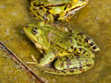 zdjęcie zrobione w kontekscie nadzoru herpetologicznego oraz botanicznego na jednym z zlecen
